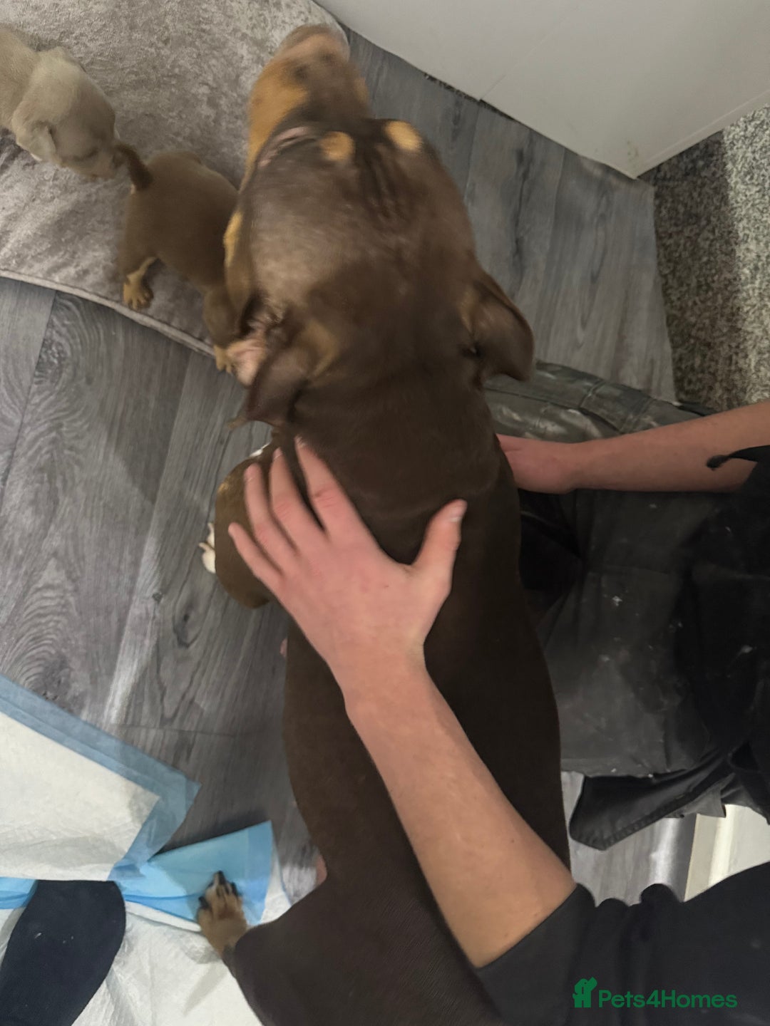 American Bully dogs for sale: Beautiful little pocket bullies for sale - Advert 19