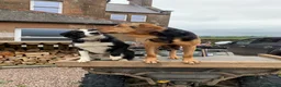 Mixed Breed dogs for sale: Huntaway x Border Collie puppies - Advert 29
