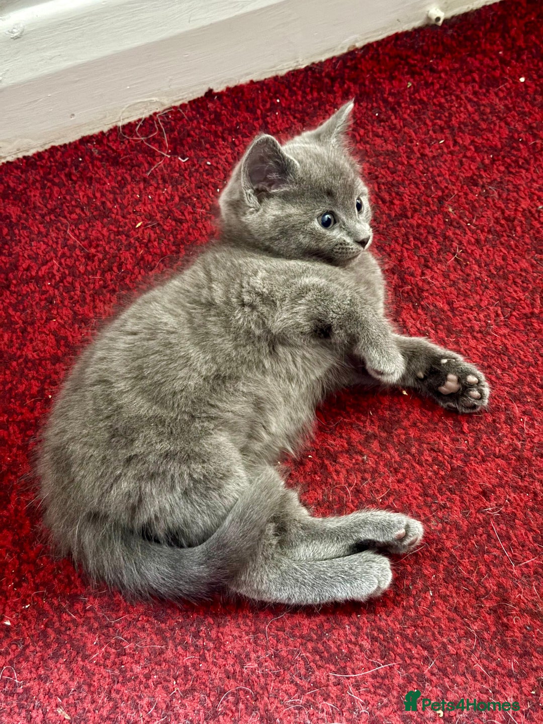 Mixed Breed cats for sale: 3 mixed breed kittens  - Image 8