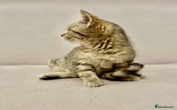 British Shorthair cats for sale: Charming pure BSH kitten - Image 4