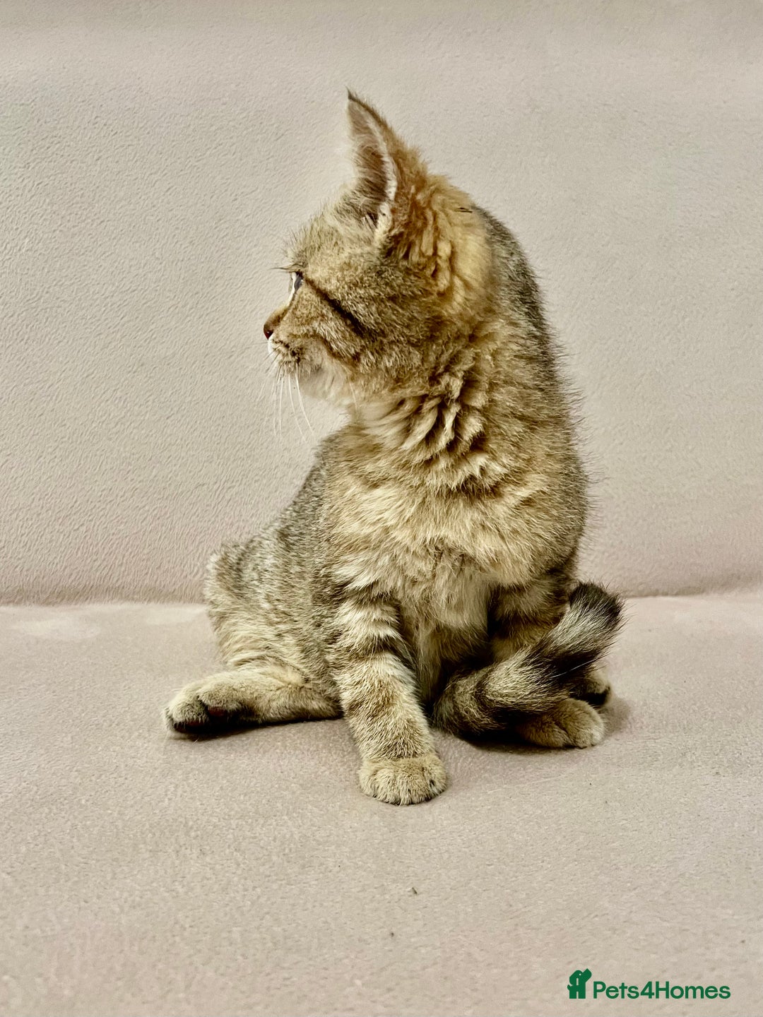 British Shorthair cats for sale: Charming pure BSH kitten - Image 4