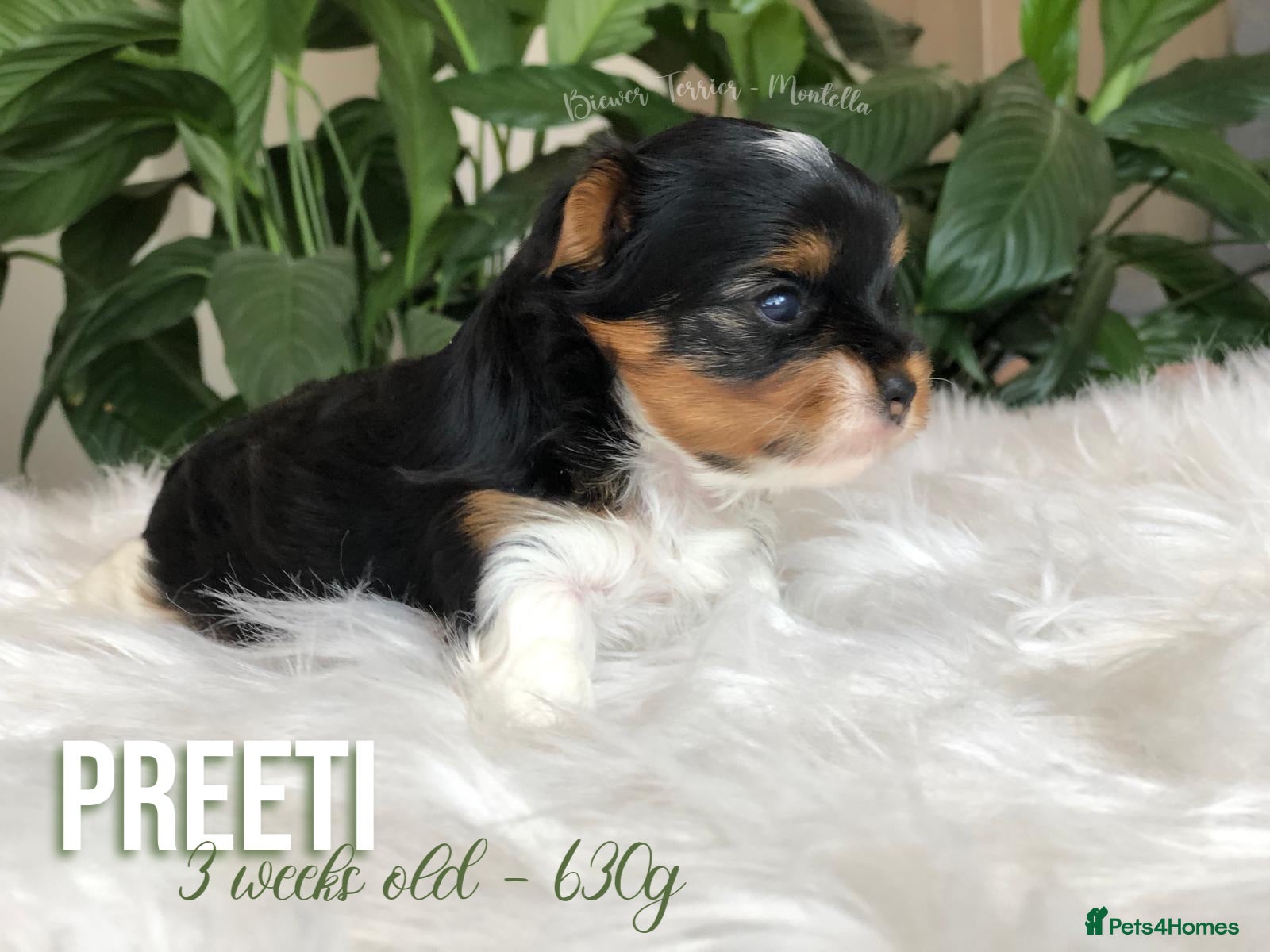 Yorkshire Terrier dogs One Gorgeous Girl Biewer Terrier LEFT! - Advert 2