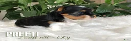 Yorkshire Terrier dogs for sale: One Gorgeous Girl Biewer Terrier LEFT! - Advert 2