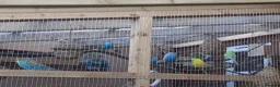 Budgerigars birds for sale: Budgies for sale - Advert 4