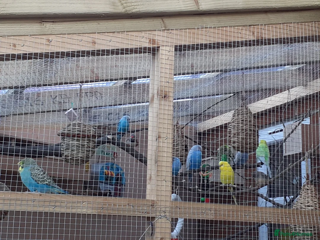 Budgerigars birds for sale: Budgies for sale - Advert 4