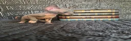 Sphynx cats for sale: Sphynx kittens TICA registered  - Advert 6
