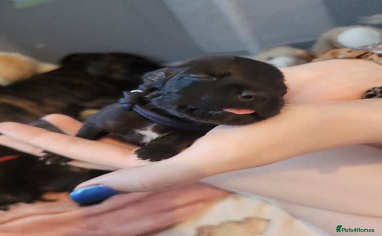 Mixed Breed dogs - Advert 4