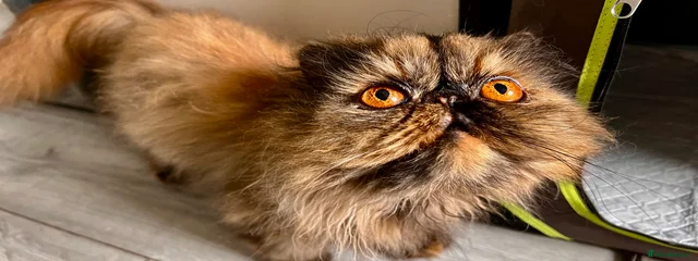 SugarTump Penelope 