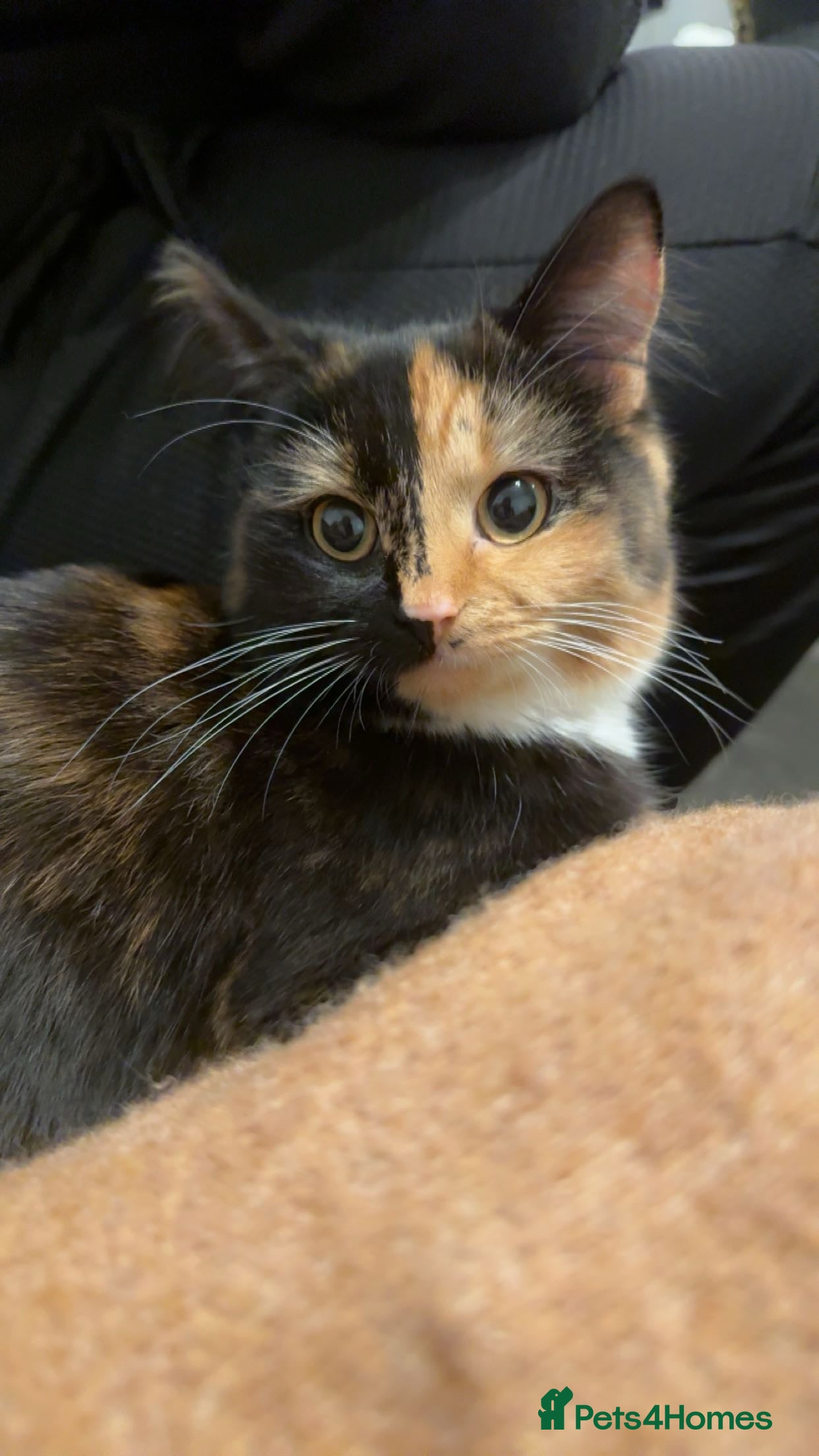 Mixed Breed cats Adult cat for sale  - Advert 1