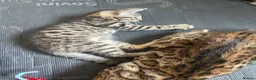 Bengal cats for sale: ❤️WE ARE SO FRIENDLY BEAUTIFUL CUDDLES ❤️ - Advert 11