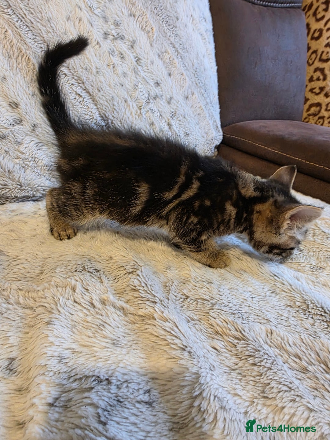 Mixed Breed cats for sale: 2 Male Stripy Kitten's - Advert 14