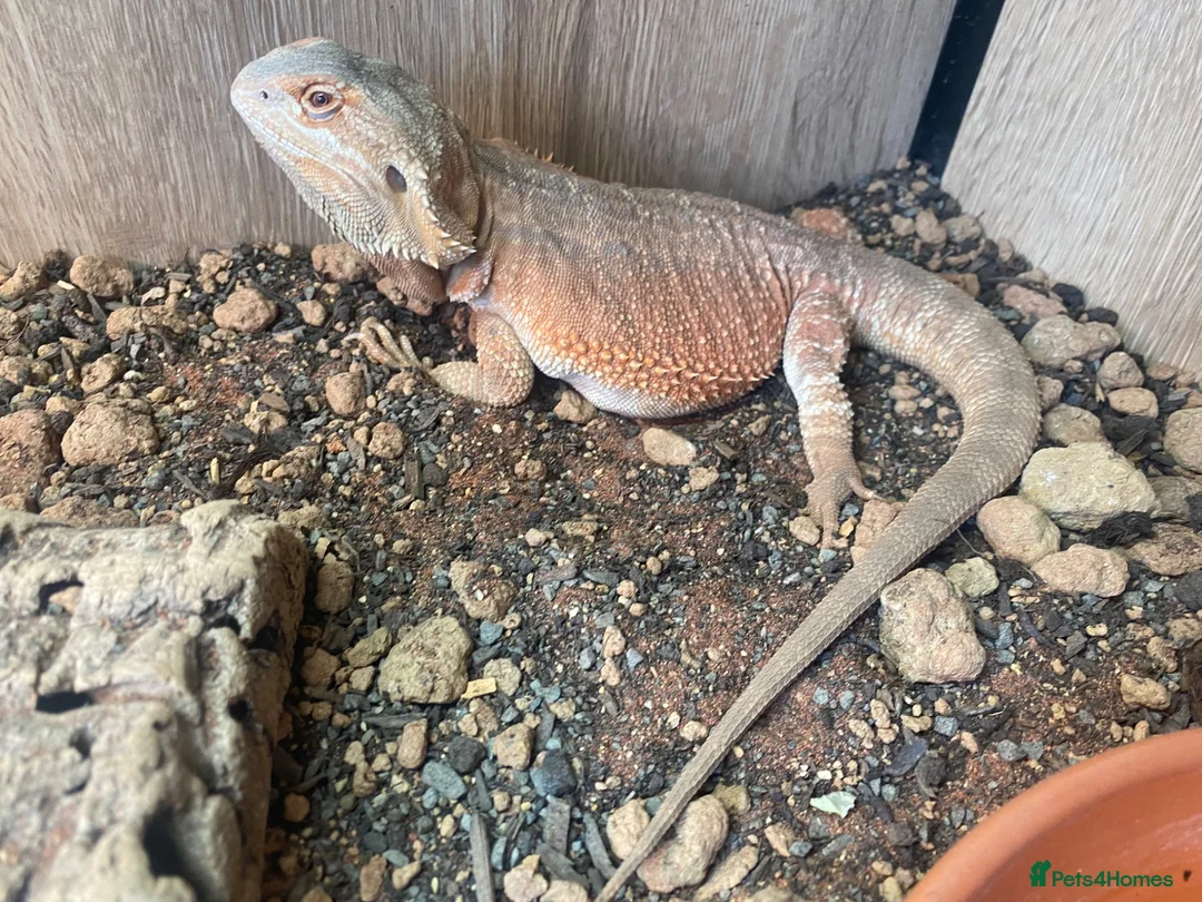 Bearded Dragon reptiles for sale: Female Bearded Dragon with setup - Advert 2