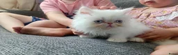 Persian cats for sale: Beautiful Persian kittens  - Advert 12