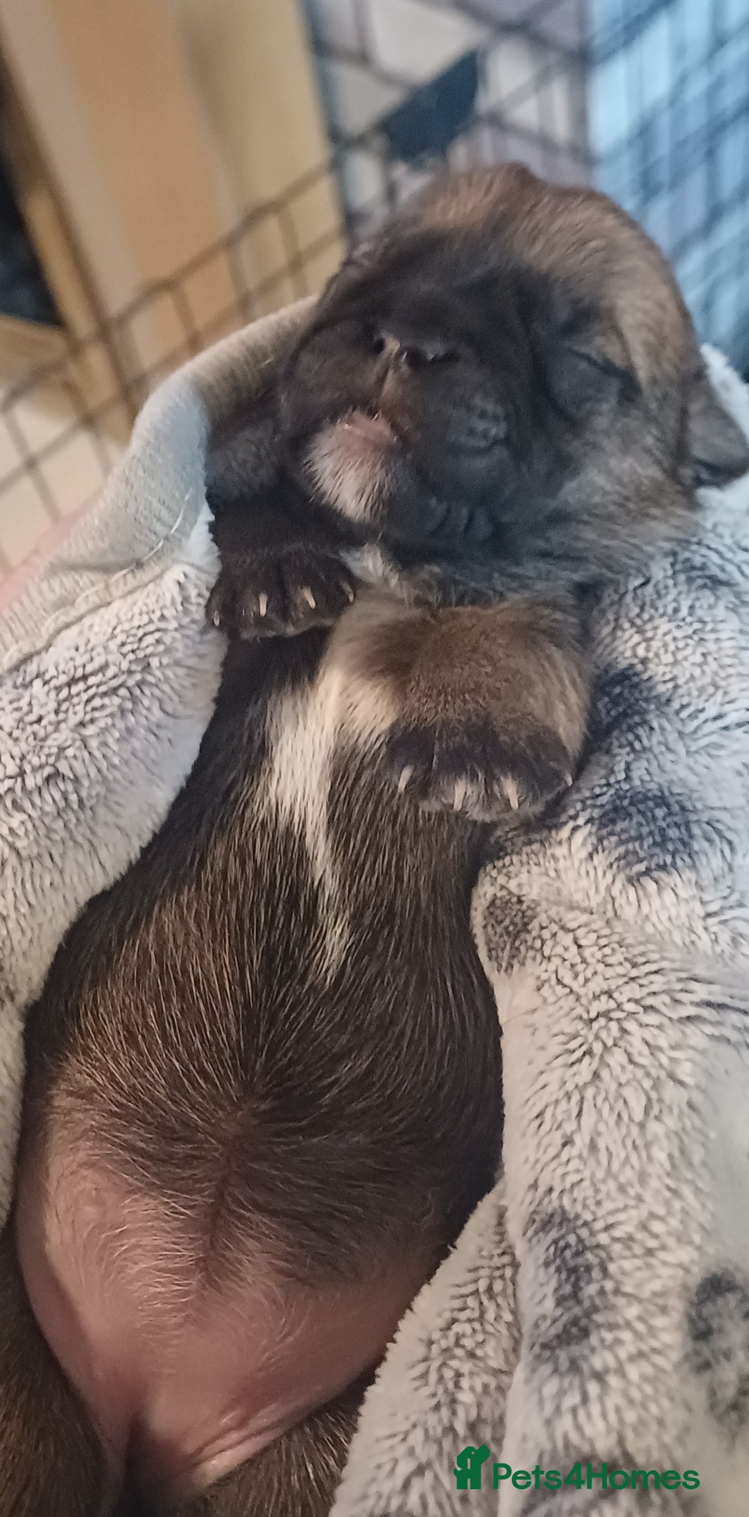 Shih Tzu dogs for sale: Beautiful colours Shihtzu puppies - Image 21