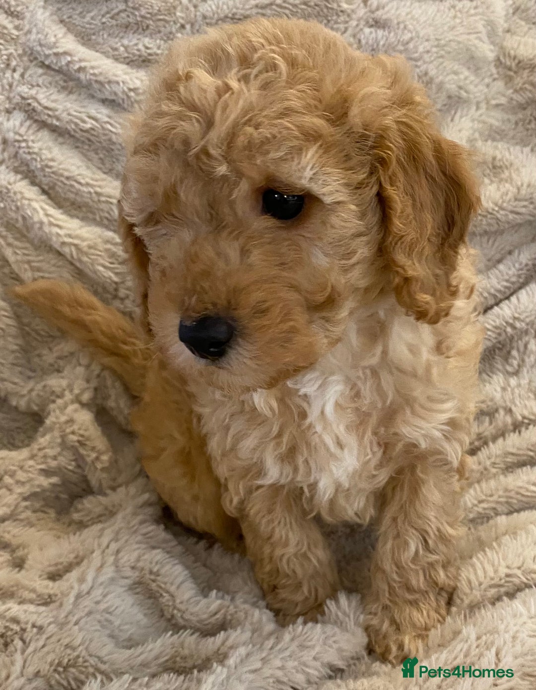 Cavapoo dogs for sale: Gorgeous Teddybear Cavapoo Puppies health checked  - Advert 17
