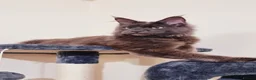 Maine Coon cats for stud: Maine Coon Stud - Advert 4