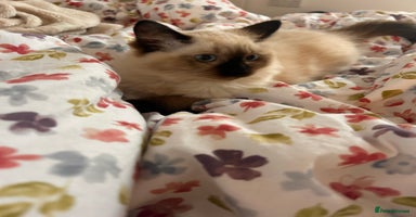 Ragdoll cats - Advert 15