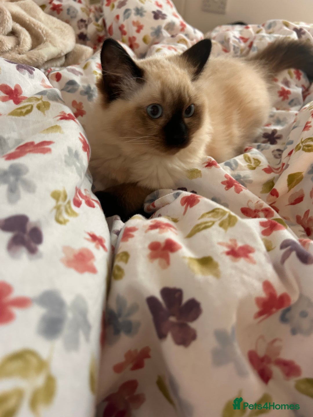 Ragdoll cats for sale: Beautiful baby Ragdolls ~ champion lines  - Image 2