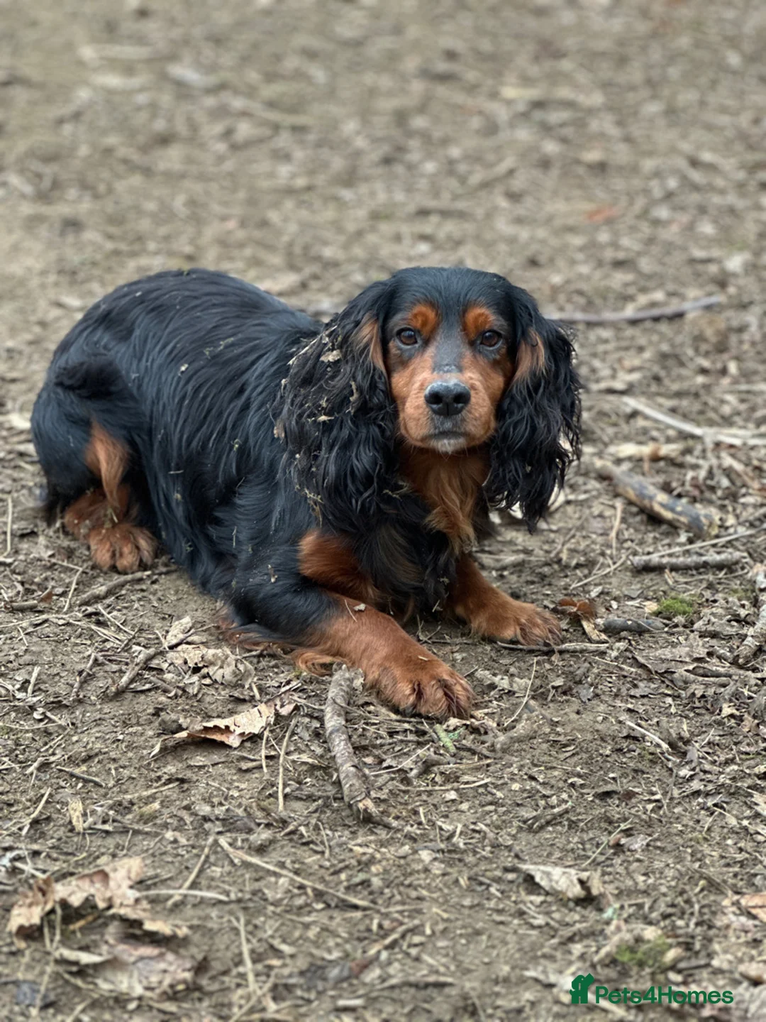 Mixed Breed dogs for sale: ONLY 1 LEFT Beautiful Cocker X Puppies  - Advert 10