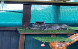 Maine Coon cats for stud: Stud Gccf duel Tica active blue smoke  in Grantham - Image 26