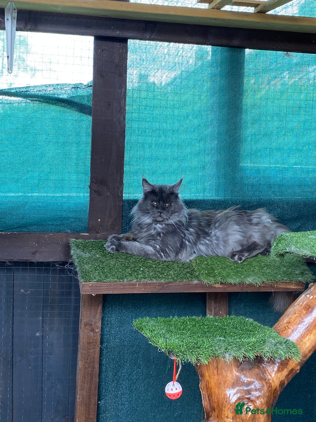 Maine Coon cats for stud: Stud Gccf duel Tica active blue smoke  in Grantham - Image 26