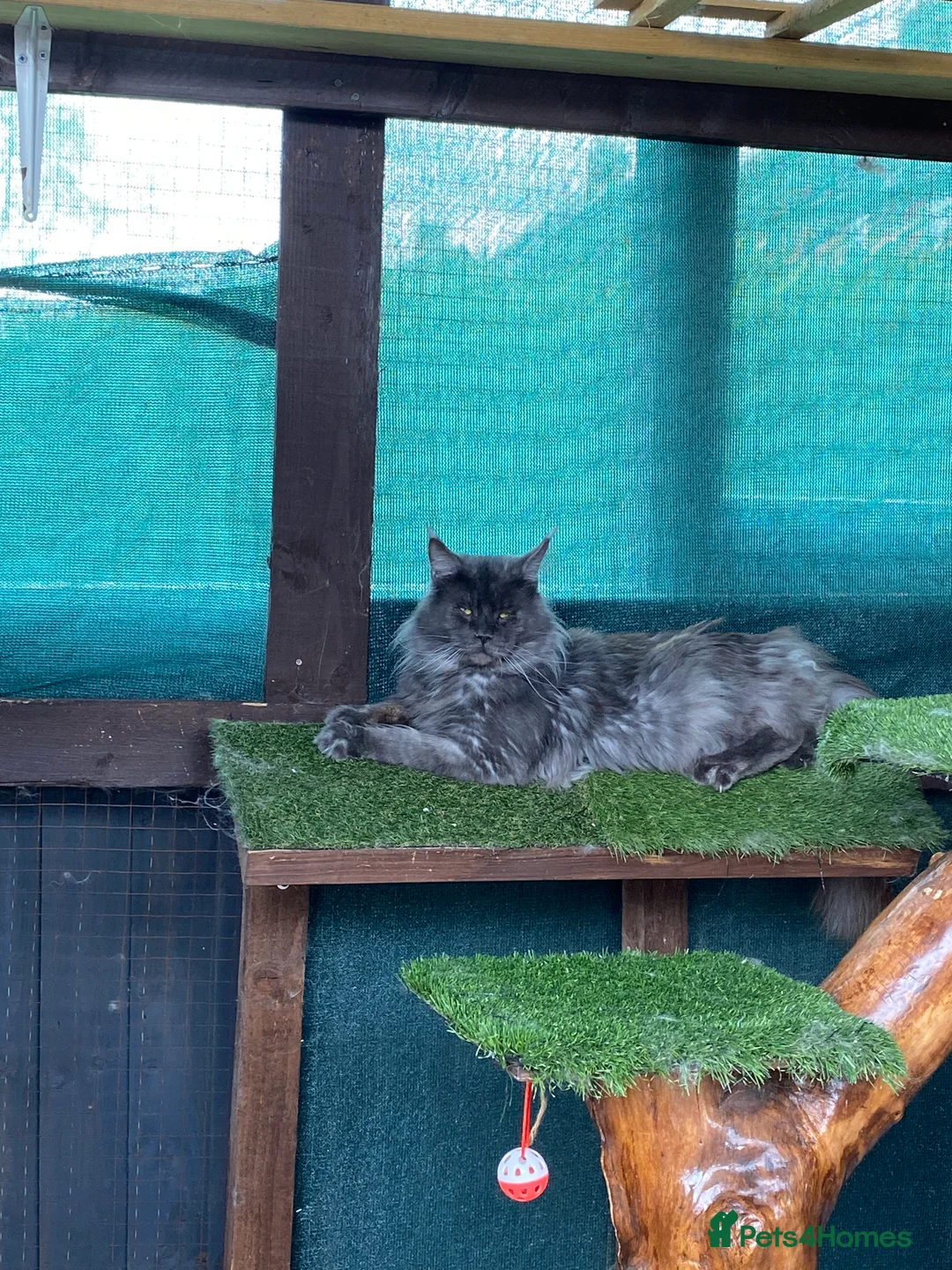 Maine Coon cats for stud: Stud Gccf duel Tica active blue smoke  in Grantham - Advert 26