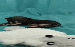 Cornish Rex cats for sale: Cornish Rex kittens available to reserve. - Image 15