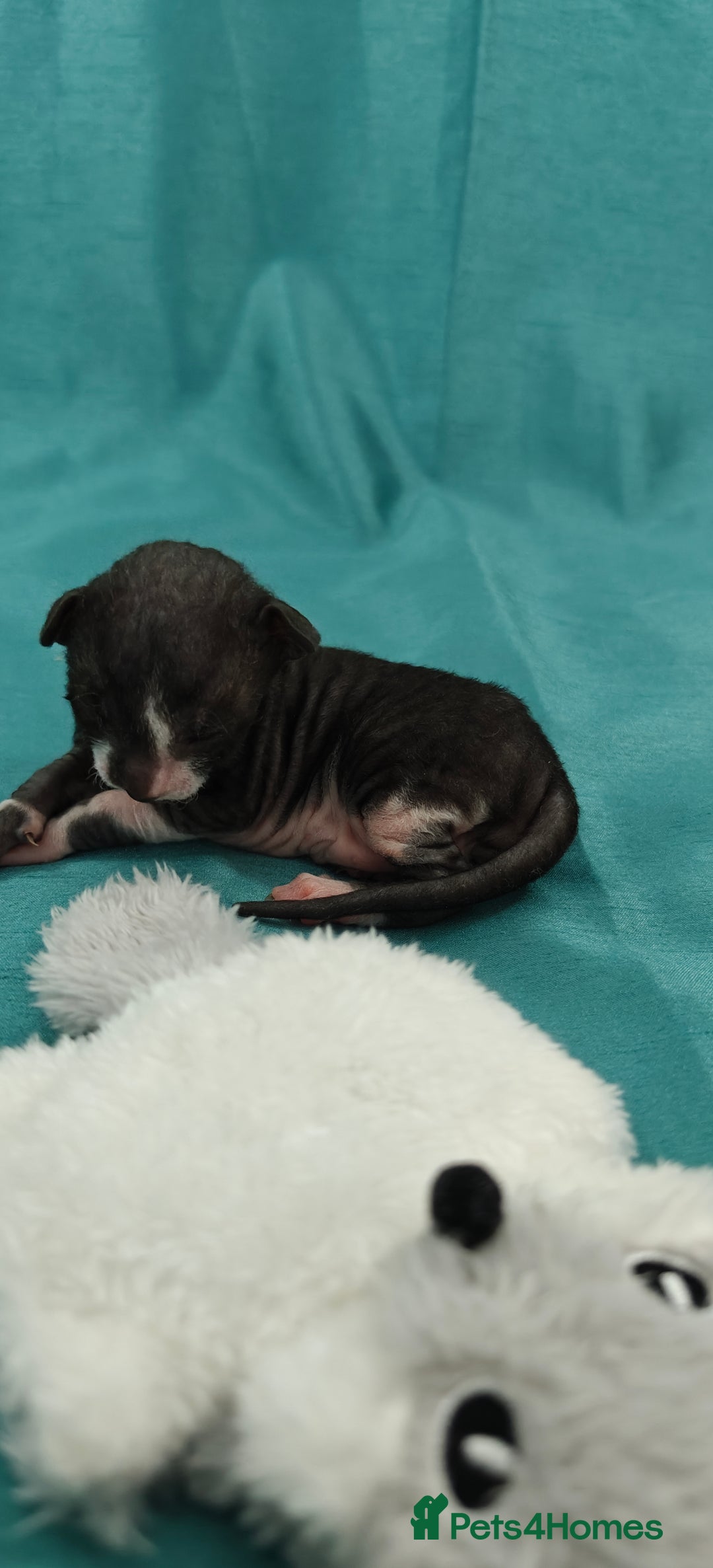 Cornish Rex cats for sale: Cornish Rex kittens available to reserve. - Image 15