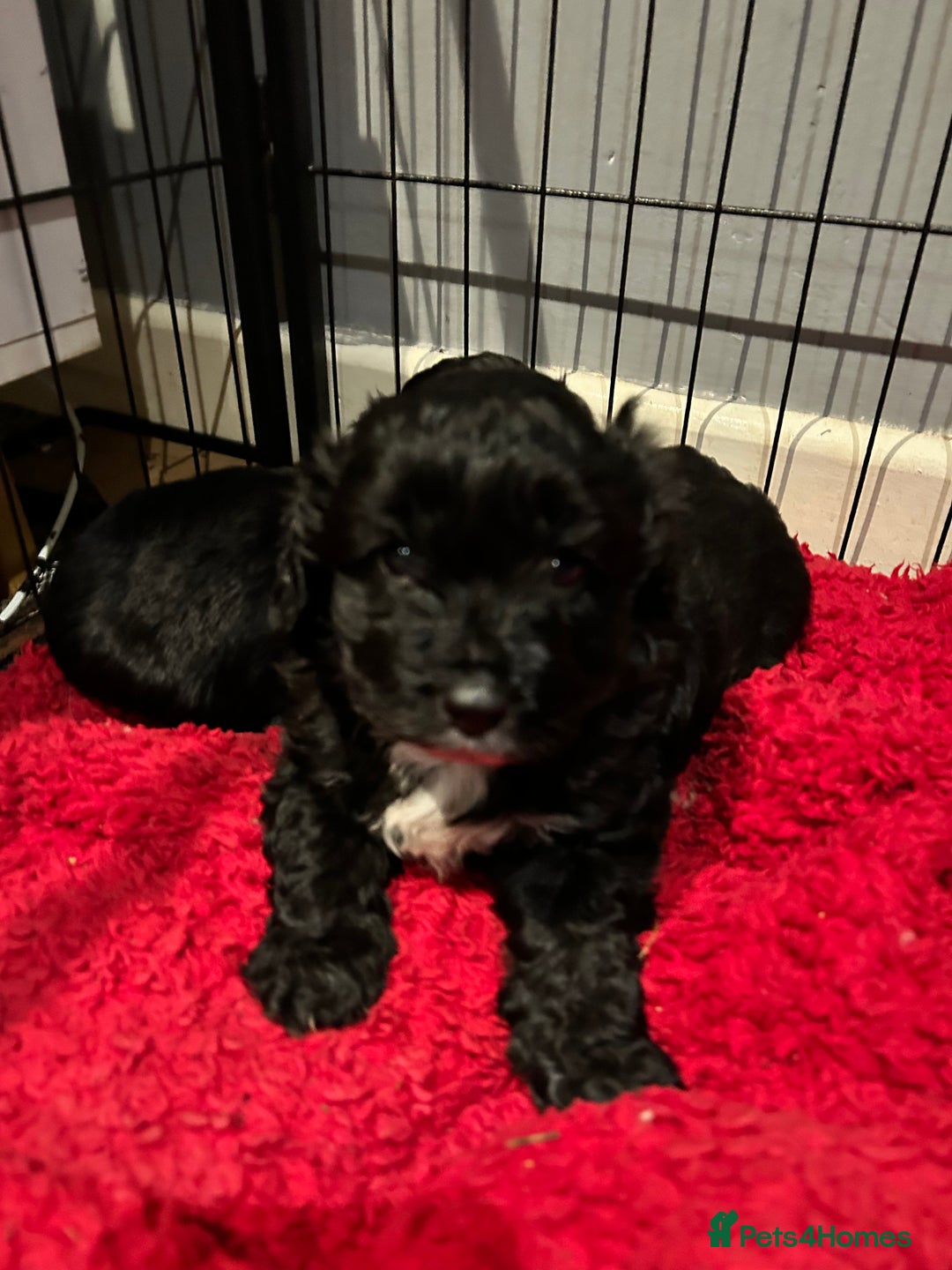 Shihpoo dogs for sale: 2 Male Stunning Shihpoo x Sproodle pups - Advert 1