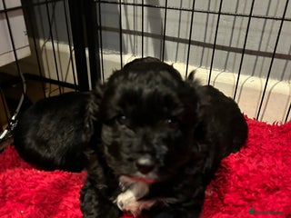 Shihpoo dogs 2 Male Stunning Shihpoo x Sproodle pups - Advert 9