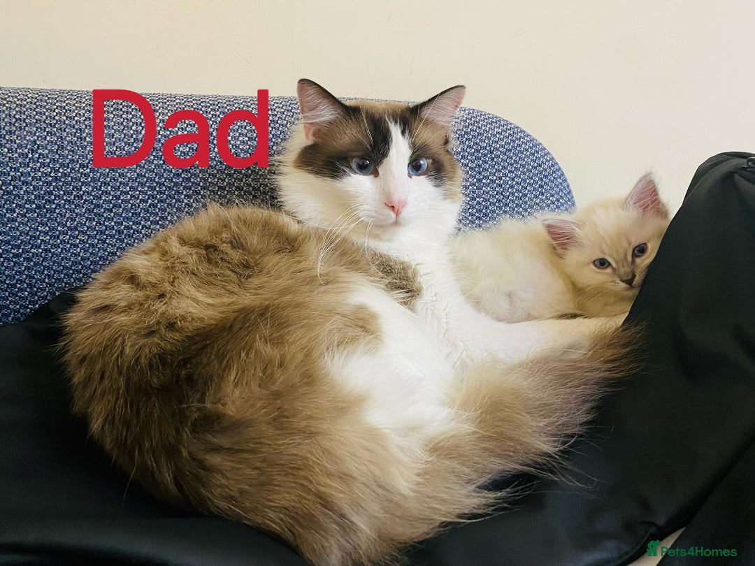 Ragdoll cats for sale: Purebred and Cute Ragdoll in Cardiff - Image 13