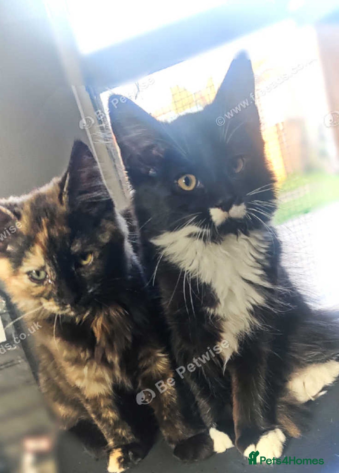Maine Coon cats for sale: Adorable Maine Coon x Ragdoll Kittens - Image 4