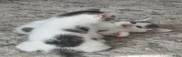 Domestic Shorthair cats for sale: Kittens for sale - Advert 4