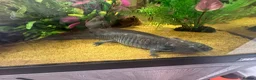 Axolotl reptiles for sale: Full set up and 2 axolotl’s in Peterborough - Advert 2