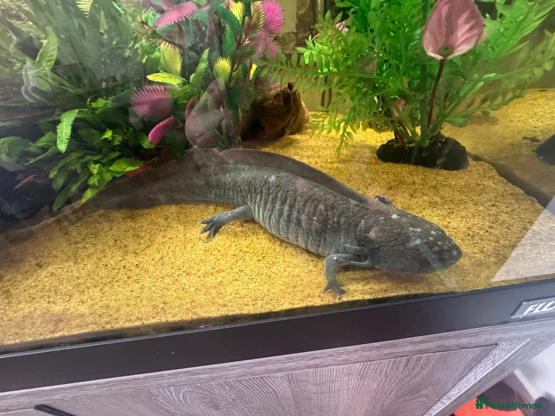 Axolotl reptiles for sale: Full set up and 2 axolotl’s in Peterborough - Advert 2