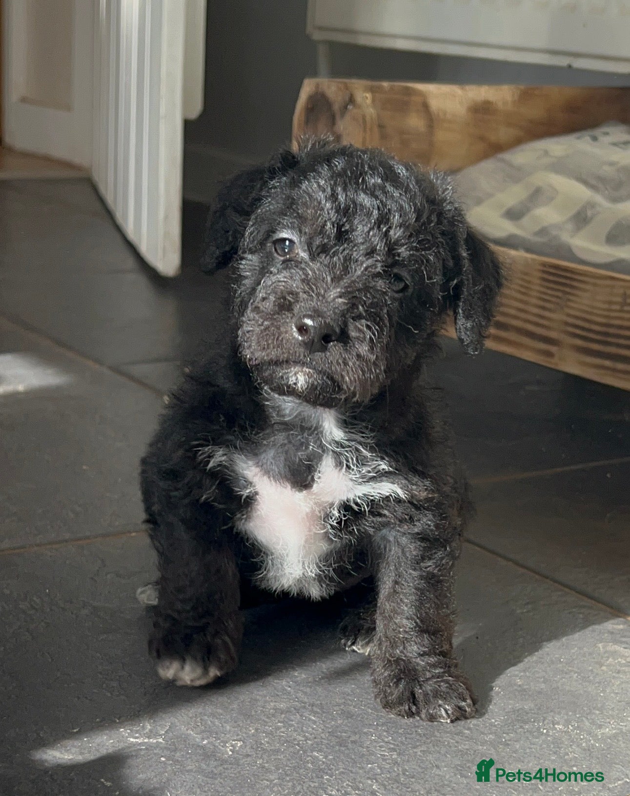 Jackapoo dogs One Lovely Jackapoo puppy available - Advert 3