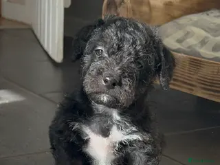 Jackapoo dogs One Lovely Jackapoo puppy available - Advert 3