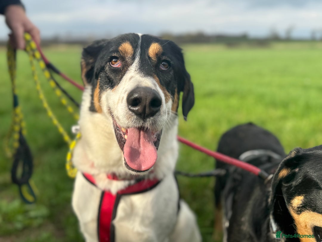 Mixed Breed dogs for adoption: Treacle is waiting for someone to love him 💔 - Advert 5