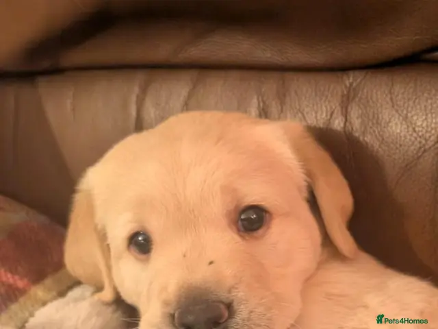 Goldador dogs F1 cream goldador boy puppy - Advert 1