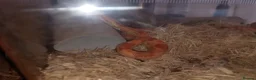Corn Snake reptiles for sale: Cornsnake looking for new home  in Skegness - Advert 2