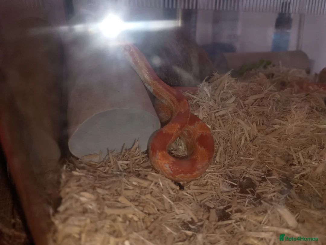 Corn Snake reptiles for sale: Cornsnake looking for new home  in Skegness - Advert 2