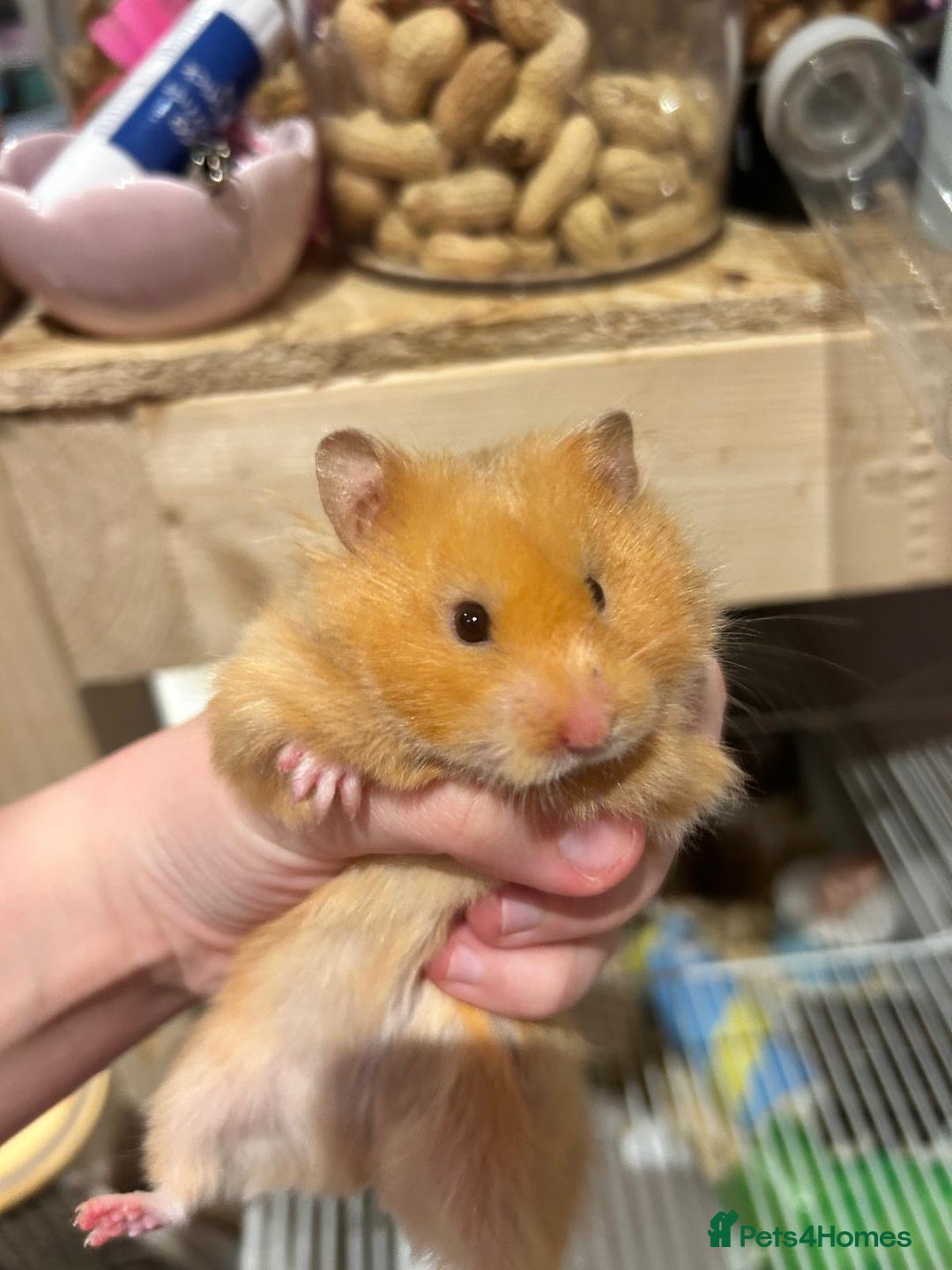 Hamster rodents for sale: Older TAME hamsters  - Image 6