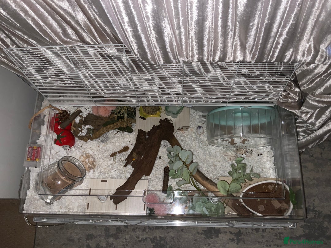 Hamster rodents for sale: Brown male Syrian rehome 📍Essex - Image 2