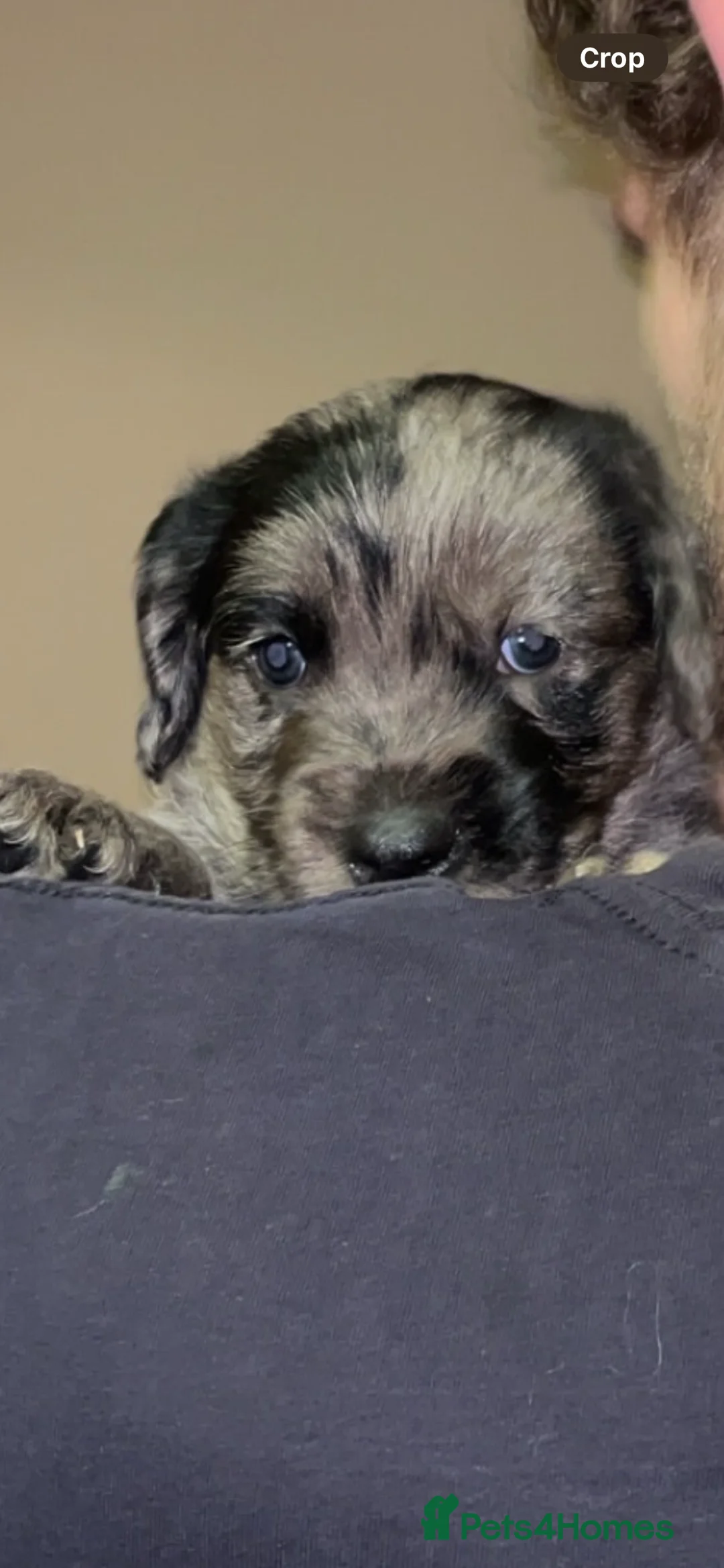 Mixed Breed dogs for sale: BEAUTIFUL BOY STAFFY POO FOR SALE  - Advert 1