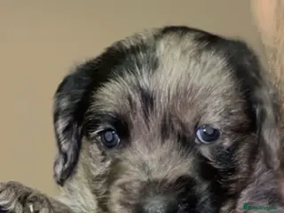 Mixed Breed dogs BEAUTIFUL BOY STAFFY POO FOR SALE - Advert 1