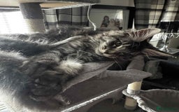 Maine Coon cats for sale: GCCF & TICA Reg Affectionate Maine Coon kittens - Image 26
