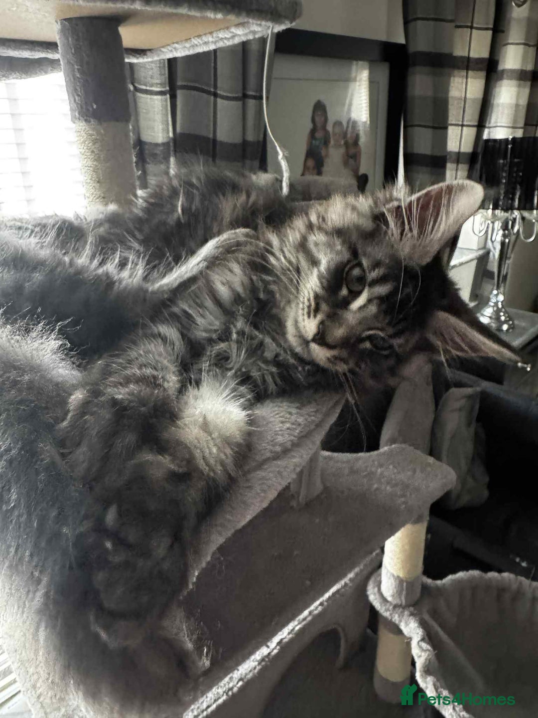 Maine Coon cats for sale: GCCF & TICA Reg Affectionate Maine Coon kittens - Image 26