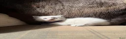 Ragdoll cats for sale: 3 gorgeous blue point male ragdolls. Ready now.  - Advert 8