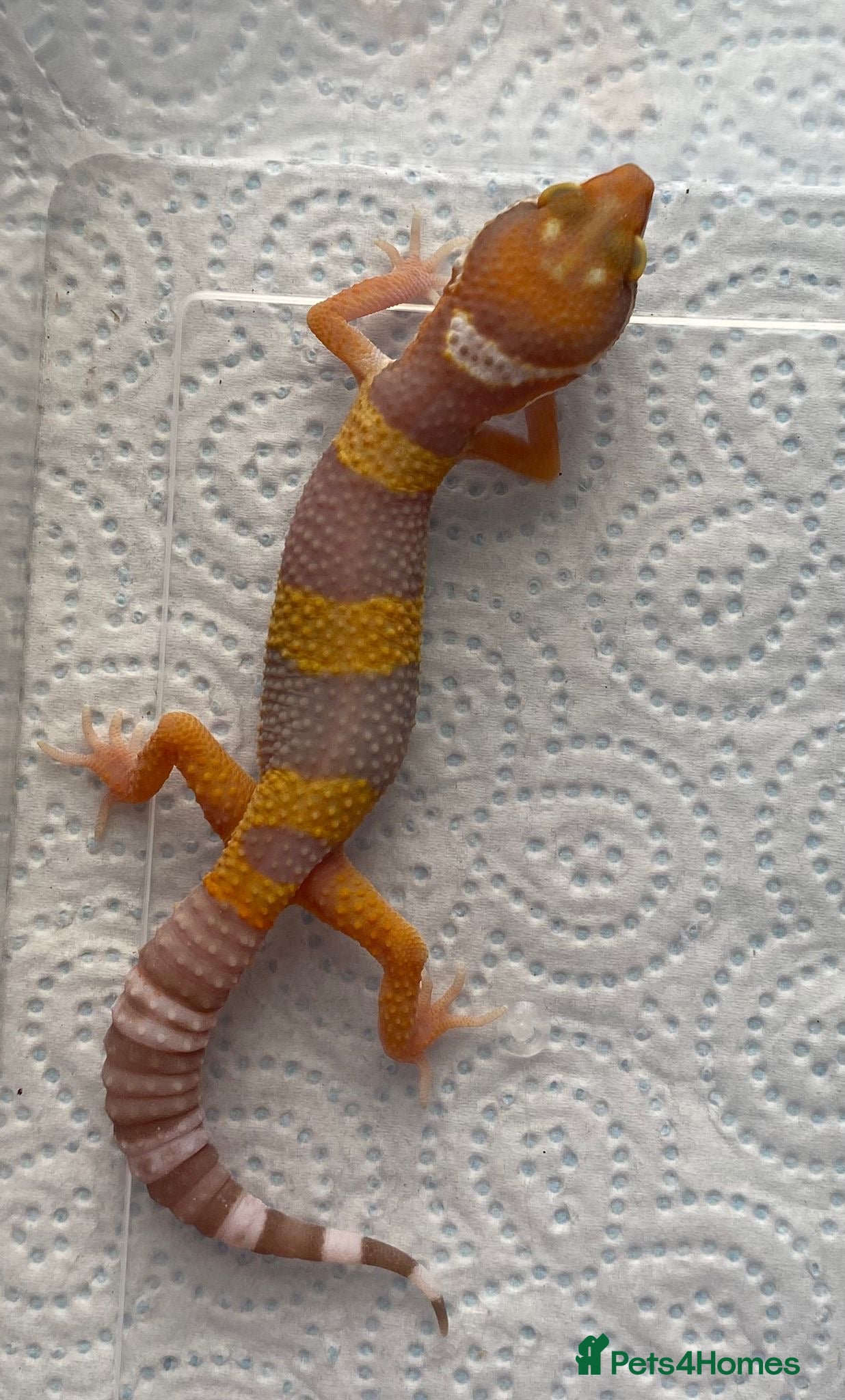 Leopard Gecko reptiles for sale: Various leopard gecko babies cb26  - Advert 2