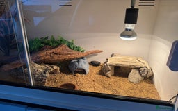 Gecko reptiles for sale: Leopard gecko with full setup - Image 6